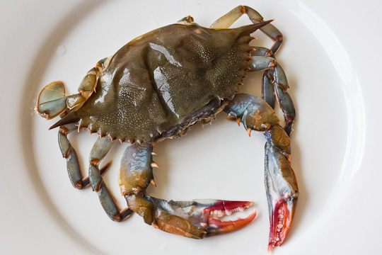 Soft shell crab, crab in myanmar, myanmar soft shell crab, soft shell crab in myanmar, seafood