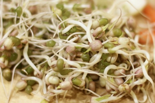 Benefits of Mung Bean Sprouts, Myanmar beans, myanmar mung beans, mung beans sprouts